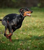 Are Dobermanns good family pets?