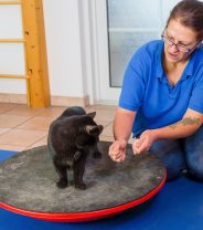 Is complementary medicine actually good for pets and their owners?