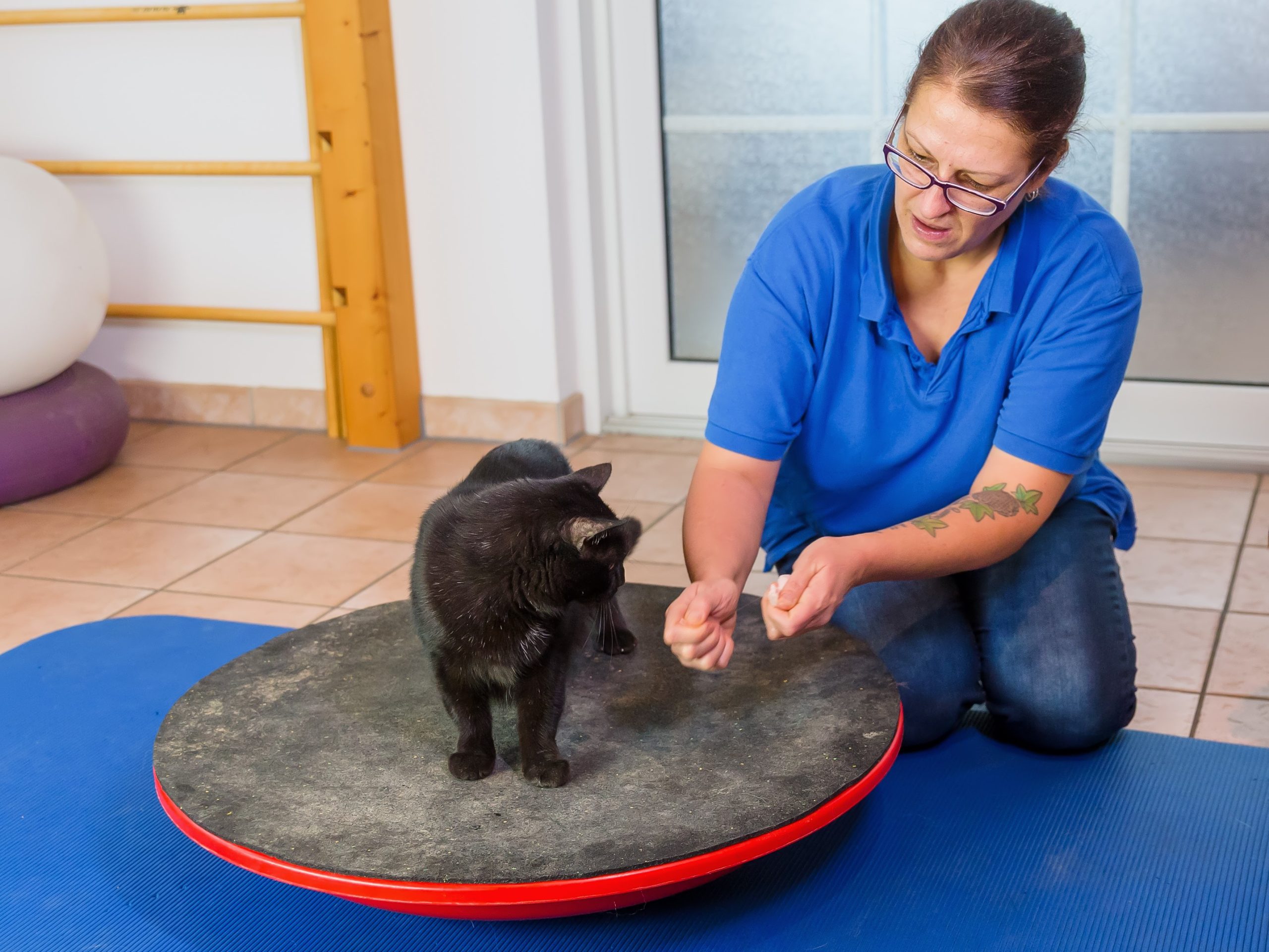 Physical therapy for cats hotsell