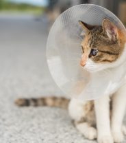 Why is neutering cheaper than other vet surgery?