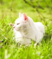Skin cancer in cats - do cats really need suncream?