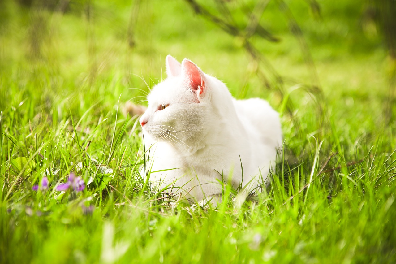 Skin cancer in cats do cats really need suncream? Vet Help Direct