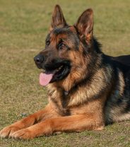 Do German Shepherd Dogs have weak immune systems?