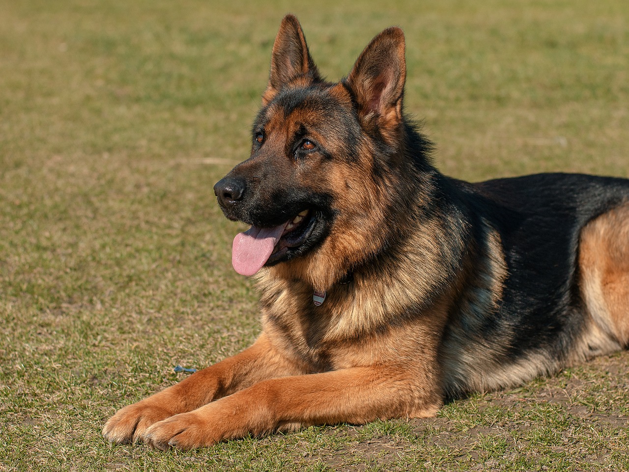 Do German Shepherd Dogs Have Weak Immune Systems Vet Help Direct