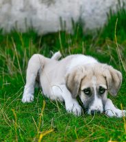 What is a liver shunt in dogs?