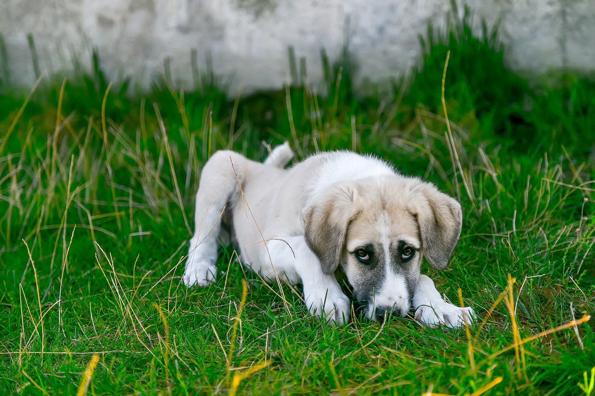 what is a liver shunt in a dog