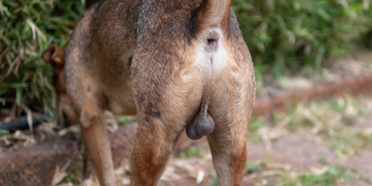 Dog testicles in the normal scrotal position