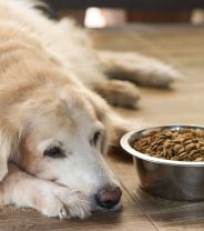 Why should I feed a dog with liver problems a special diet?