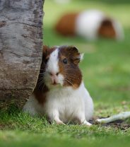 Why does my Guinea Pig squeak?