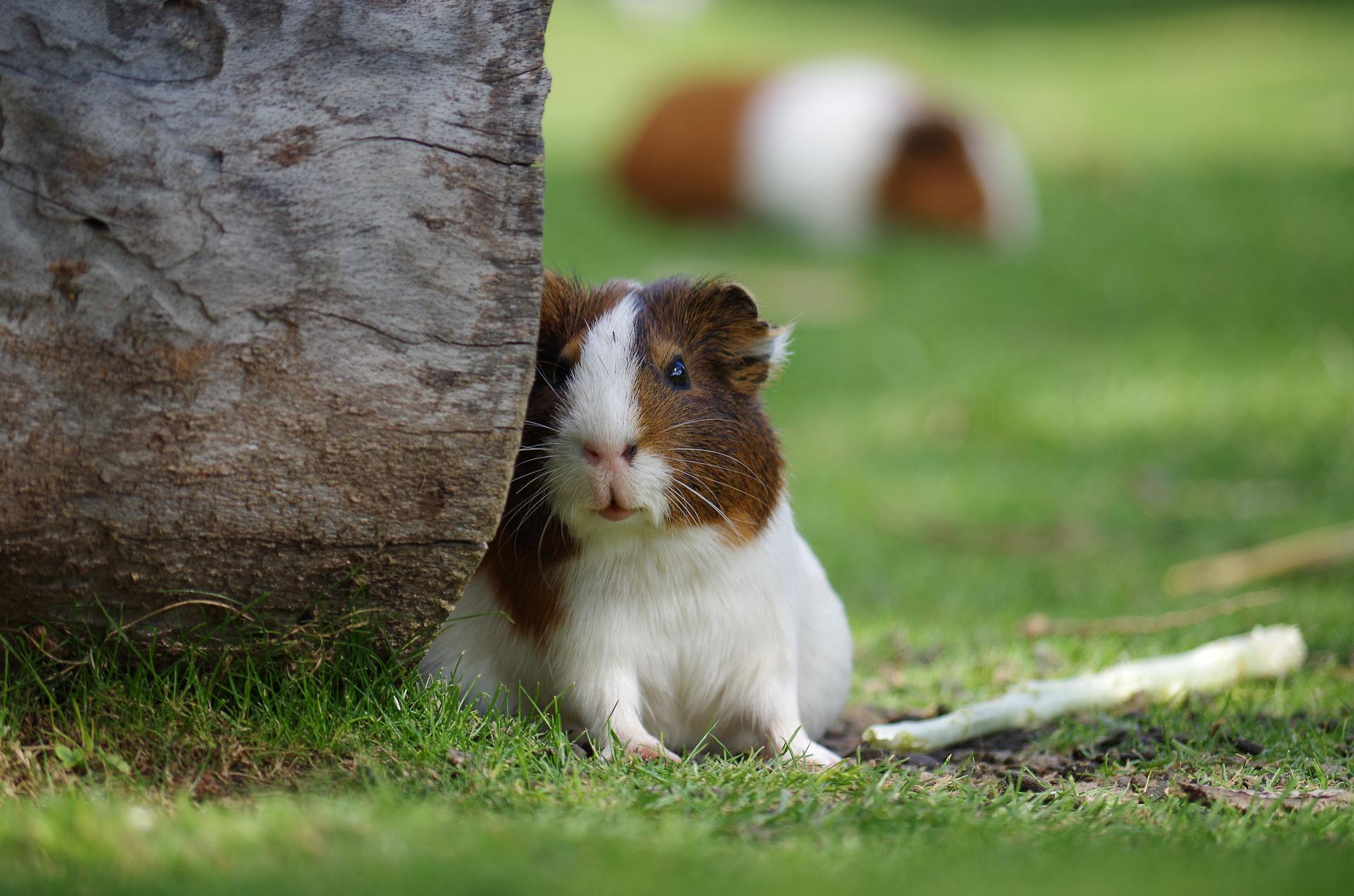 Why does my Guinea Pig squeak? - Vet Help Direct