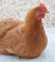 What sort of vet should I take my pet chicken to?