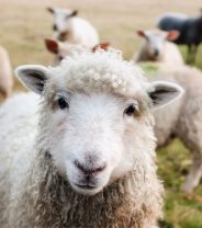 Vaccination in pet sheep - what, when and why?