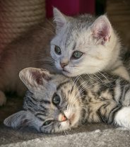 What cat breed is healthiest?