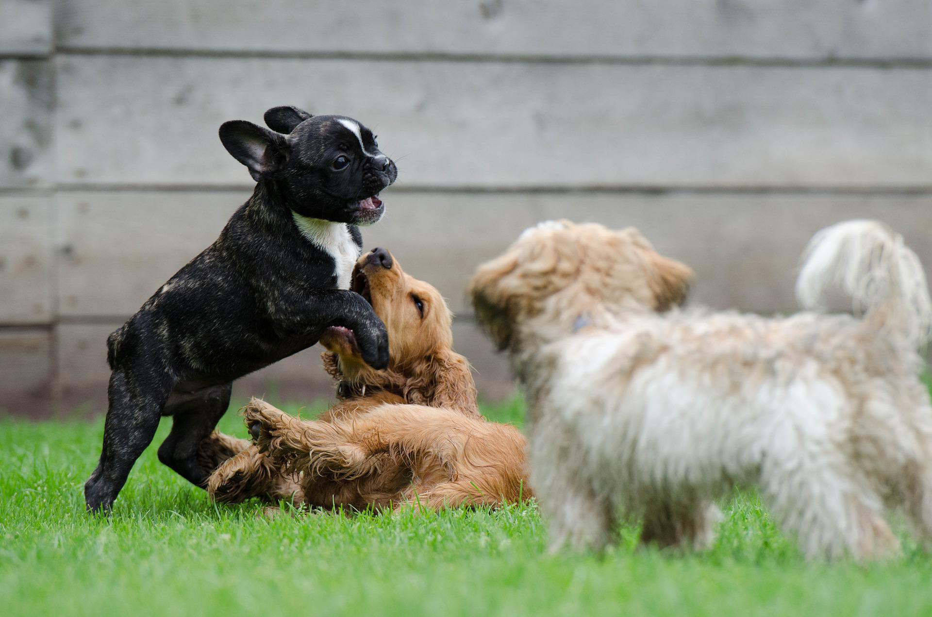 what-do-puppy-parties-mean-on-a-vets-website-and-are-they-important