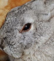 If you had a choice for your own rabbit, how would you euthanase?