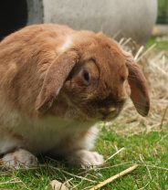 Summer enrichment for rabbits