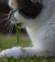 Why does my cat eat grass?