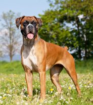 Do Boxer dogs have a weak heart?