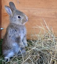 Why does my rabbit keep sneezing?