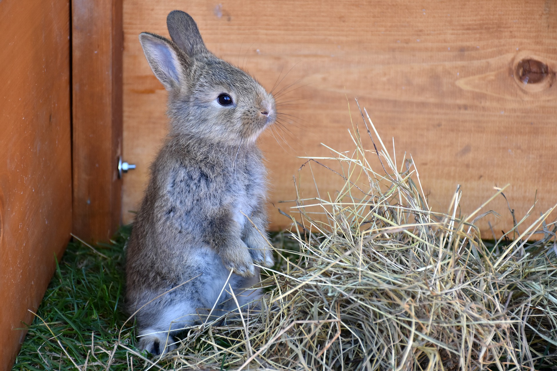 Маленький серый кролик. Кролики. Кролик домашний. Кролик в саду. Кролик фото.