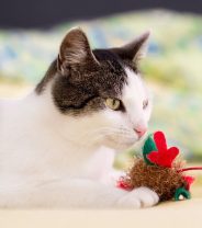 Best Toys for Cats in the Summer
