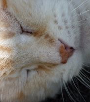 Do cats feel pain when they are put to sleep?