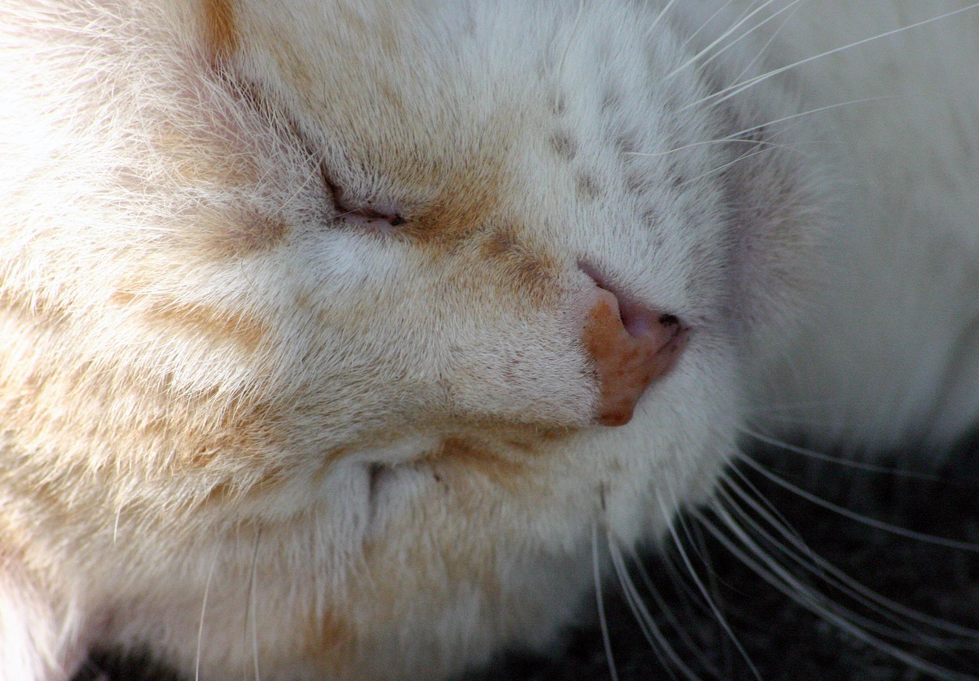 Do Cats Feel Pain When They Are Put To Sleep Vet Help Direct
