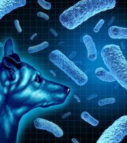 UK Brucellosis outbreak in dogs: what we know and what we need to do next
