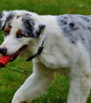 Best Toys for Dogs in the Summer