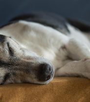 Do Dogs Feel Pain When They Are Put to Sleep?