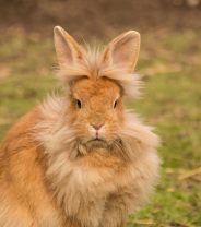 How Do I Find a Behaviourist for my Rabbit?