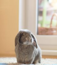 Why does my rabbit spray urine?