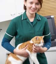 What does vet nurse clinics mean on a vet’s website, will I be able to see a vet if I need to?