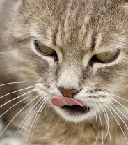 Why does my cat vomit after eating dried food?