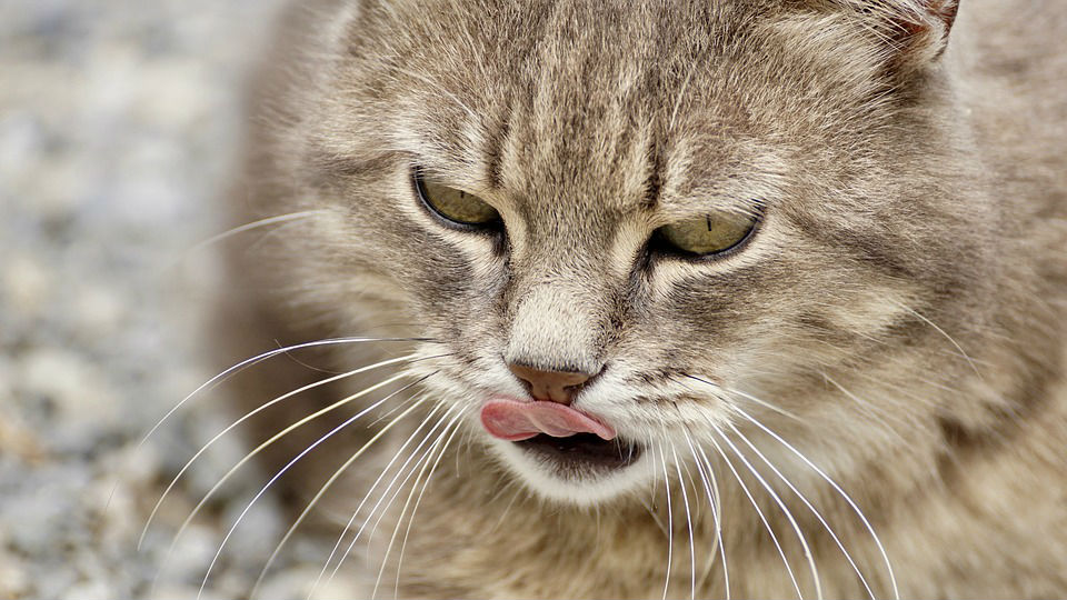 cat throwing up dry food not wet