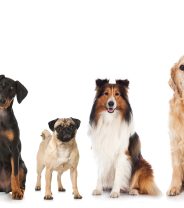 Which dog breed is the healthiest?