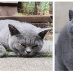 FIP before and after