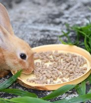 Why is my rabbit always hungry - does he have worms?