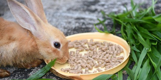 Rabbit eating
