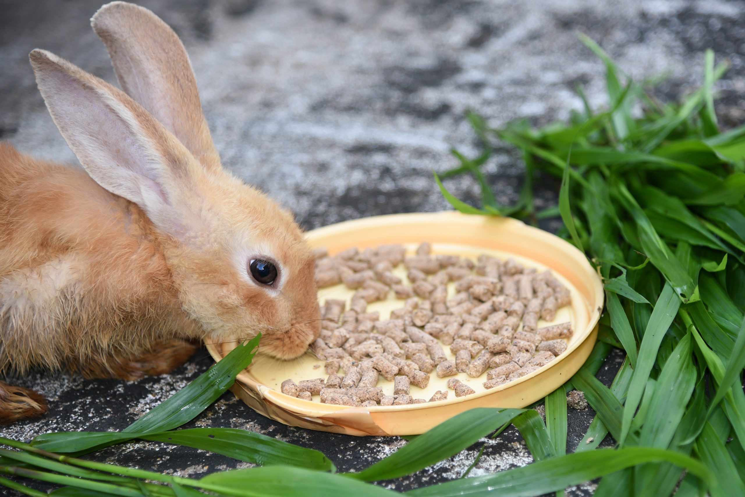 Why is my rabbit always hungry does he have worms? Vet Help Direct