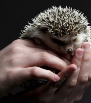 Do hedgehogs make good pets?