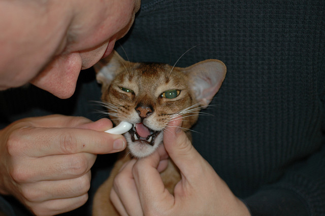 How to choose the best pet toothpaste Vet Help Direct