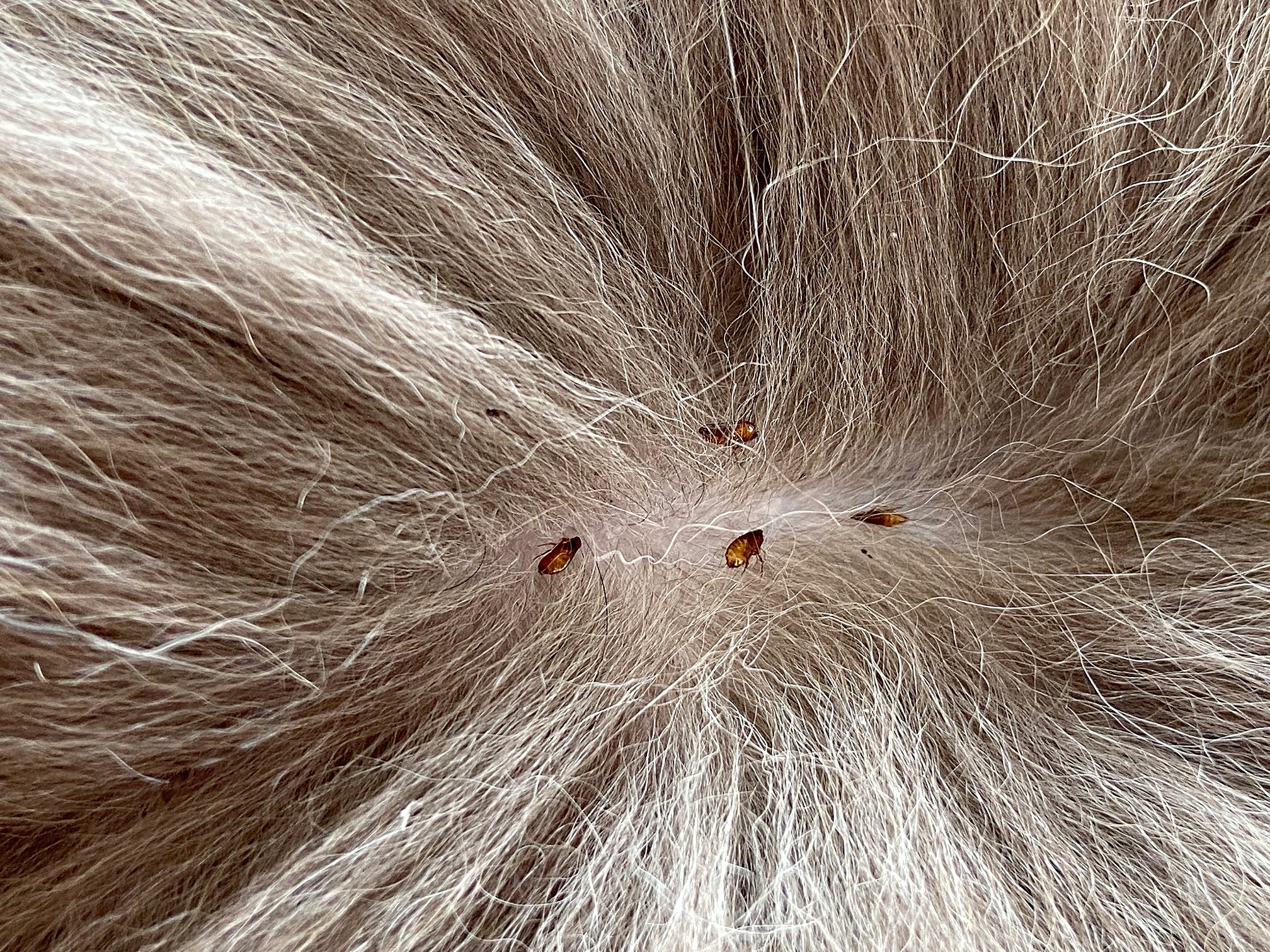 Can Cat Fleas Live On Beds at andredmccauley blog