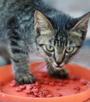 How much protein do cats actually need in their diet Vet Help Direct