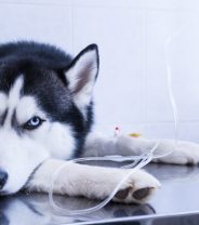 Is chemotherapy cruel in dogs?