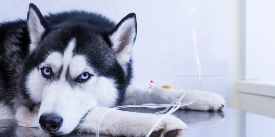 Dog on a drip in hospital