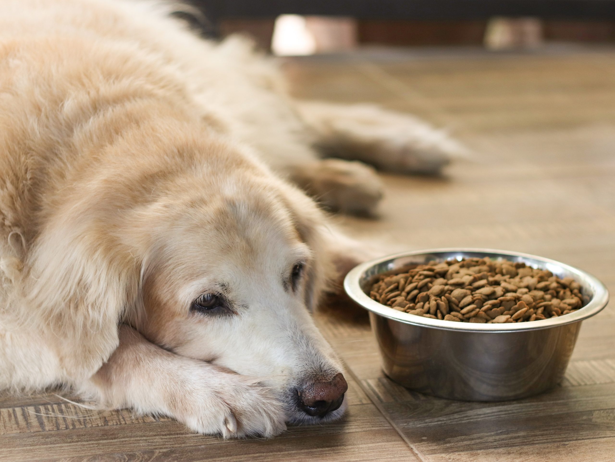 Dog lying next to food not eating