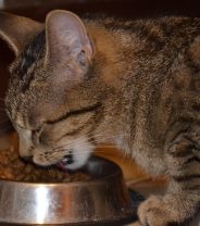 What unique vitamins do cats need in their food?
