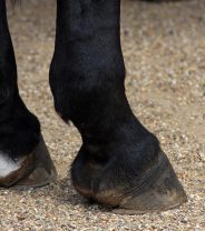 Grass-cracks or something worse? Cracked hooves in horses explained