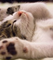 Do calming supplements for cats work?